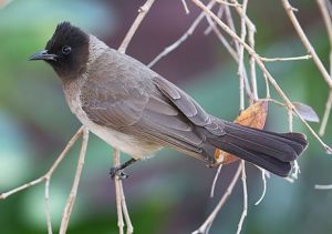 dark capped bulbul