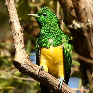 emerald cuckoo