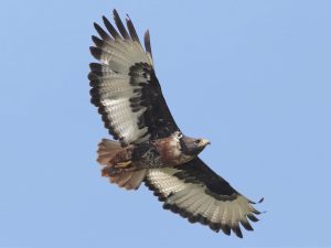 jackal buzzard