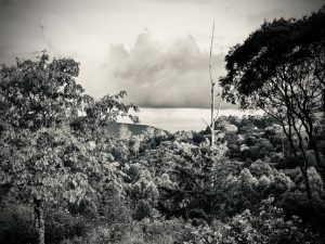 Our Hilton KZN Jungle