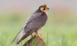 lanner falcon
