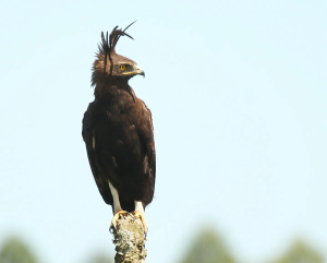 long crested eagle