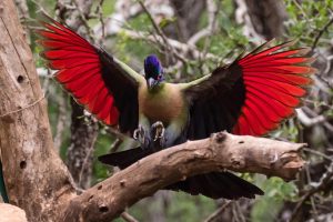 purple crested turaco