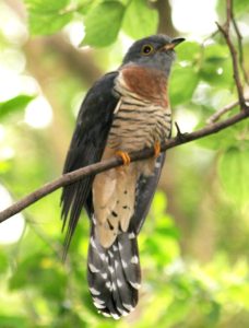red chested cuckoo