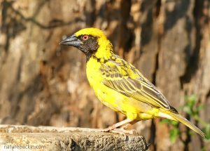 weaver bird